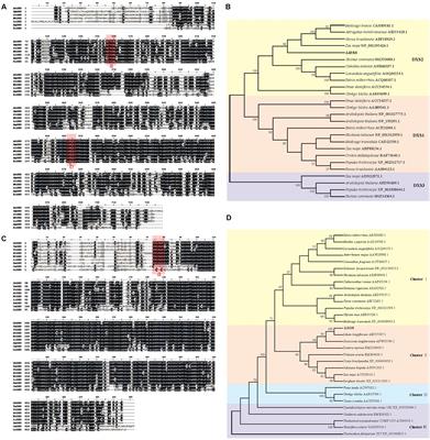 Overexpression of LiDXS and LiDXR From Lily (Lilium ‘Siberia’) Enhances the Terpenoid Content in Tobacco Flowers